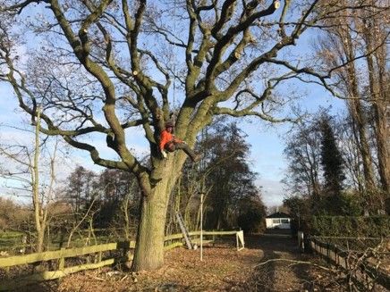 Wageveld’s Boomverzorging is European Tree Worker-gecertificeerd
